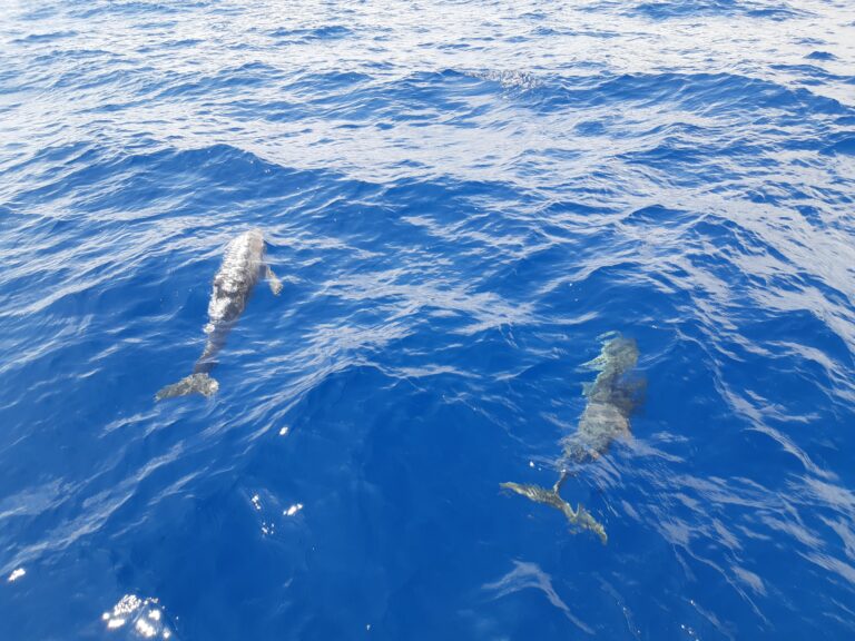 Lire la suite à propos de l’article Dauphins