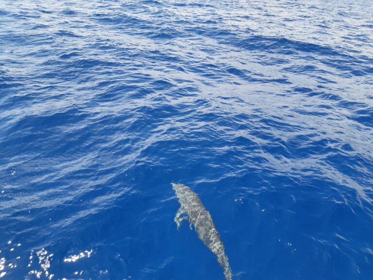 Lire la suite à propos de l’article Dauphins en vidéo