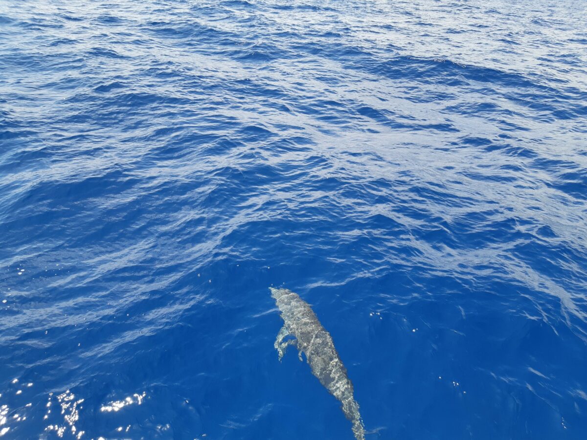 You are currently viewing Dauphins en vidéo