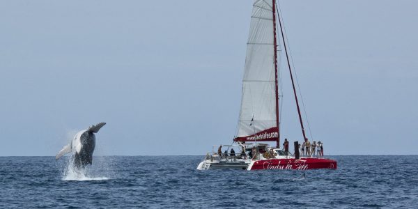 Saut de baleine et Lady la fée