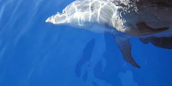 Sotie matinée - A la découverte de la faune marine