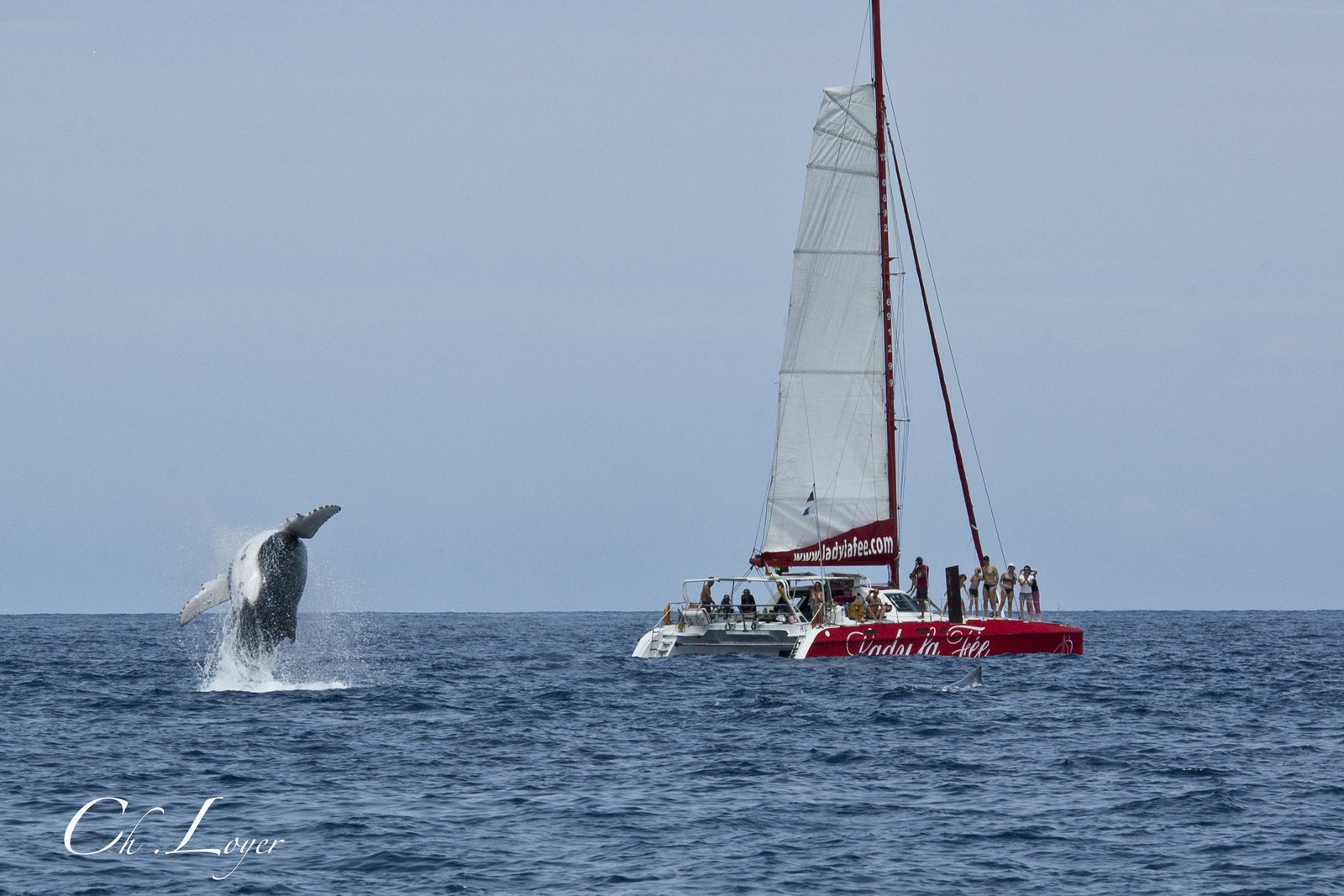 Saut de baleine et Lady la fée