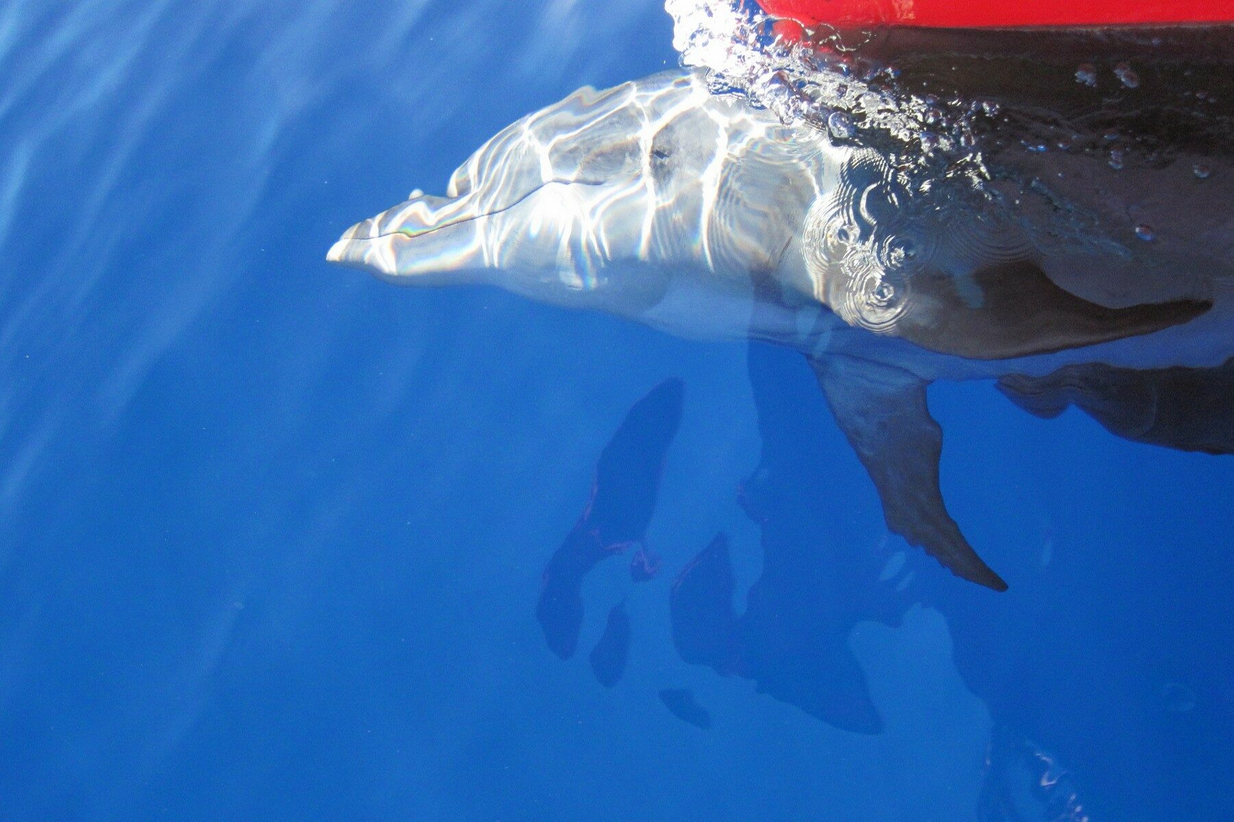 Sotie matinée - A la découverte de la faune marine